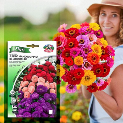 🌱 بذور الغيربيرا 🌿